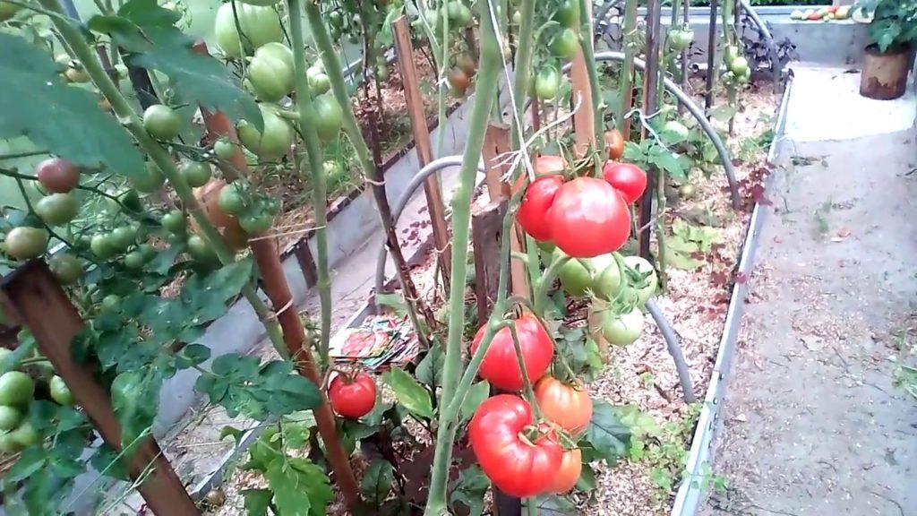 Томат Бычье сердце: описание и характеристика кустов