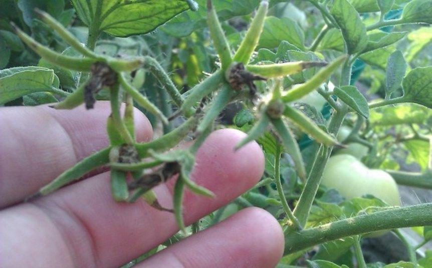 Почему на томатах опадают завязи и цветы?